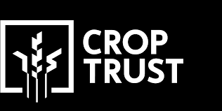 Image result for Hyparrhenia niariensis