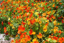 Optimal soil temperature for germination: How To Grow Care For Nasturtiums How To Plant Your Garden