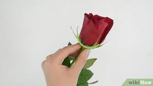 We did not find results for: How To Keep Roses Fresh 13 Steps With Pictures Wikihow