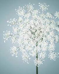 Queen Anne S Lace Flower Photography Print Blue White Etsy Flowers Photography Floral Photography Queen Anne S Lace Flowers