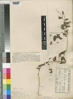 Image result for Indigofera drepanocarpa