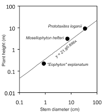 Image result for Elytrophorus globularis