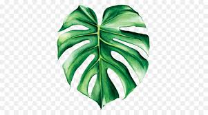 Green Leaf Watercolor Png Download 500 500 Free Transparent Swiss Cheese Plant Png Download Cleanpng Kisspng Are you searching for monstera png images or vector? green leaf watercolor png download