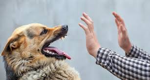 Palmdale Dog Bite Lawyers Pintas Mullins Law Firm