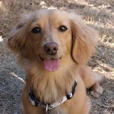 Favorite this post jul 7 looking for Beautiful Shaded Cream Dachshund For Sale In Nashville Tennessee Classified Americanlisted Com
