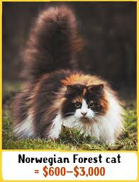 The following list of cat breeds includes only domestic cat breeds and domestic × wild hybrids. 19 Awesome Cats That Cost A Fortune