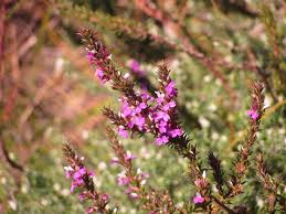 Image result for Muraltia