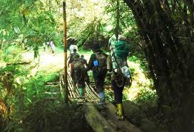 Image result for Microcoelia nyungwensis