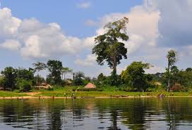 Image result for Aneulophus africanus