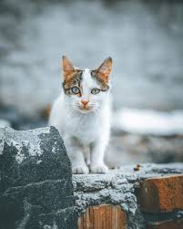 Instagram Da Hasan Akbas Kedicikleri Sevin Weeklyfluff Catsarelife Catworld Dailykitten Catoftheworld Cats Kittenlife K 2020 Akbas Kedi