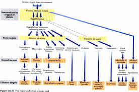 Chapter 22 Integration And Hormonal Regulation Of