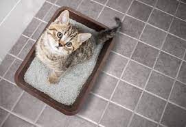 Zuerst zum tierarzt es kann gut sein, dass ihre alte katze keineswegs an altersschwäche leidet, sondern sich nur einen virus eingefangen hat. Unsauberkeit Bei Katzen Ursachen Und Abhilfe