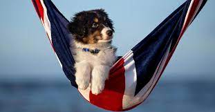 Socializing your australian shepherd socializing means training your australian shepherd to get along politely with strangers and other animals. Australian Shepherd Training Und Erziehung Hunde Plus