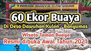 We did not find results for: 60 Ekor Buaya Di Desa Dawuhan Kulon Wisata Taman Buaya Dawuhan Resmi Dibuka Awal Tahun 2021 Youtube