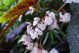 Image result for Begoniaceae