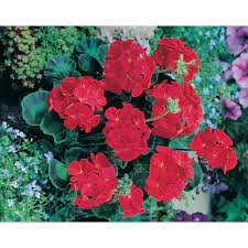 © 2018 home depot international, inc. Mr Fothergill S Seeds Geranium Moulin Rouge Seeds The Home Depot Canada
