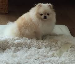 pin by sabrina maestri on sevimli kopek yavrulari cute animals puppies animals