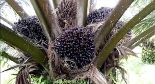 Kelapa sawit adalah jenis tumbuhan yang termasuk dalam genus elaeis dan ordo arecaceae. Faktor Penentu Keberhasilan Produksi Kelapa Sawit Sawitnotif