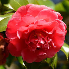 Spirally Twisted Branches This Easy To Grow Camellia Brightens Any Shady Spot Its In 2020 Red Flowers Flowers Plants