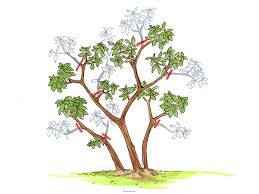Azaleen lieben eine hohe luftfeuchtigkeit und einen gut durchlüfteten boden. Azaleen Schneiden Schnittanleitung Mit Illustrationen Rhododendron