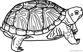 Free printable & coloring pages. Peninsula Cooter Coloring Page Coloringall