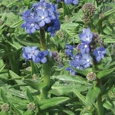 Image result for Anchusa capensis