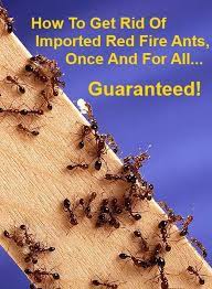 How do you get rid of fire ants. Pin On Diy