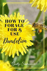 Are Dandelions Safe To Eat Gently Sustainable Dandelion Organic Gardening Organic Vegetable Garden