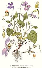 Image result for Viola eminii