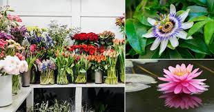 Flowers name in tamil and english. Most Popular Flower Names In Tamil English India Gardening
