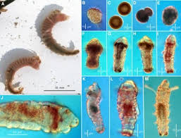 Image result for Polychaeta spp.