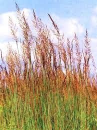 Google Image Result For Http Daycd Org Wp Content Uploads 2009 12 Indiangrass Prairie Garden Warm Season Grass Grass