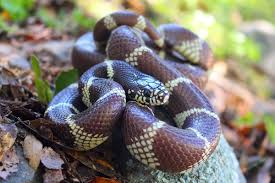 Hypomelanistic stripe california kingsnake (lampropeltis getula). California Kingsnake Wikipedia