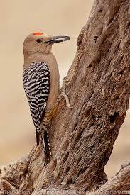 Birds Of Southern Arizona Pin On Professional Photographers Guide