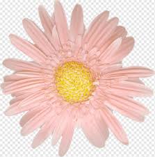 Download 1,606 png frame floral stock illustrations, vectors & clipart for free or amazingly low rates! Gerbera Jamesonii Daisy Family Cut Flowers Camomile Flower Light Flowers Png Pngwing