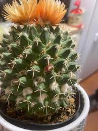 Male epic funny fails fail crazy cactus jumps guy man. What Is This Red Bump On My Cactus Whatisthisthing