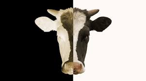 Genetic modification is a scientific advancement with lots of possibilities. Is It Ethical To Genetically Modify Farm Animals For Agriculture Debates Yourgenome Org