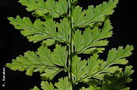 Image result for Vandenboschia gigantea