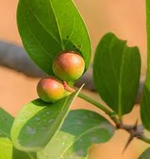 Image result for Pycreus fluminalis