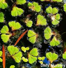 Image result for Hemarthria natans