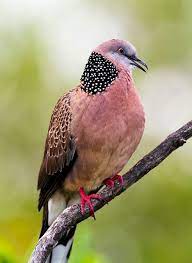 Pikat burung tekukur paling ampuh, this application contains up to 25 types of sounds of cuckoo / crackling birds pikat. 21 Derkuku Ideas Hewan Gambar Burung Binatang