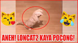 Selepas kematian maimun, beberapa kejadian aneh telah berlaku dan seluruh penduduk kampung di ganggu oleh pocong. Pin Di 10 Menit Video Tingkah Lucu Kucing Bikin Ketawa Ngakak 3 Terbaru 2019