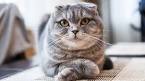 Available Scottish Fold Kittens For Sale & Cats For Adoption
