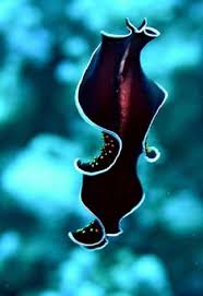 19 crazy awesome sea creatures that can change their shape, color, and size. 10 Phylum Platyhelminthes Ideas Sea Slug Underwater Creatures Sea Creatures