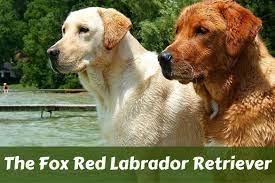 It is hard to be certain of their final coat color until they are at least 20 to 24 months. Red Lab Facts 101 Surprising Truths About The Fox Red Labrador Retriever