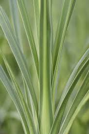Image result for Dracaena laxissima