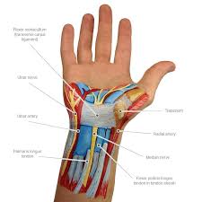 Tendons are fibrous cords, similar to a rope, and are made of collagen. Hand And Wrist Injuries Durrant Orthopaedics