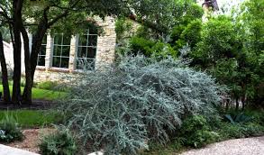 Image result for Cotoneaster
