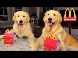 387 Dogs Eating Their First Mcdonald S Happy Meal Youtube Happy Meal Mcdonalds Happy Meal Dog Eating