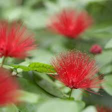 It grows well in partial shade and slightly acidic soil, growing 30 feet tall. 18 Small Trees That Will Add Tons Of Color To Your Landscape Small Trees Flowering Trees Florida Flowers